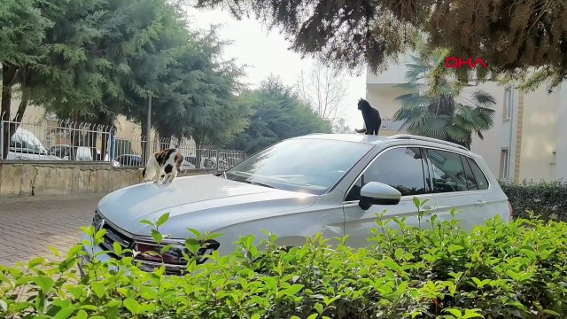 4 kedi öldürüldü: Yavru kedide patileri kesilmiş halde bulundu