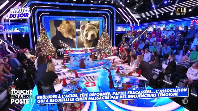 Chiot torturé par des influenceurs : Au bord des larmes, les membres de l'association qui l'ont découvert racontent l'horreur vécue par le pauvre animal de 4 mois