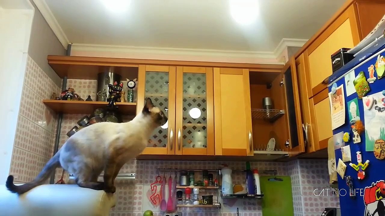 Funny Cat Jump Fail Compilation