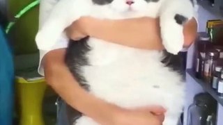 Funny Cats and Dog Compilation (Most Popular) Part 2