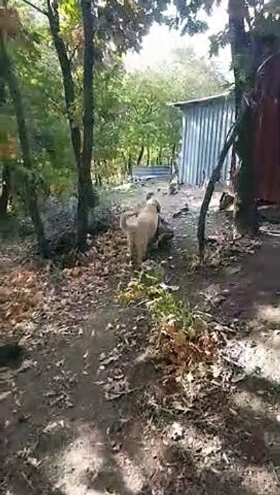 Puppy carries a sack. In the end, because he was annoyed, he leaf his sack