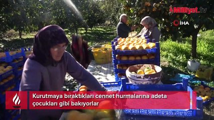 Kurutmaya bıraktıkları cennet hurmalarına adeta çocuk gibi bakıyorlar