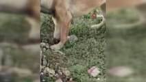 Bacağı kırılan köpeğin yardımına hayvanseverler koştu