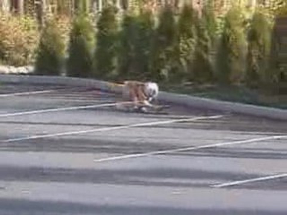 Chien skateur