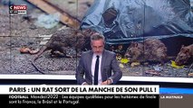 Un rat sort de la manche d'une femme interviewée par CNews