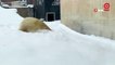 ABD’de kutup ayısının kar keyfi