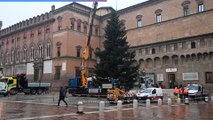 Bologna, è arrivato l'albero di Natale in piazza Nettuno