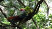 Jungle Wildlife In 4K - Animals That Call The Jungle Home - Rainforest - Scenic Relaxation Film