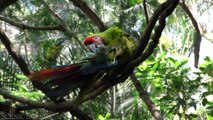 Jungle Wildlife In 4K - Animals That Call The Jungle Home - Rainforest - Scenic Relaxation Film