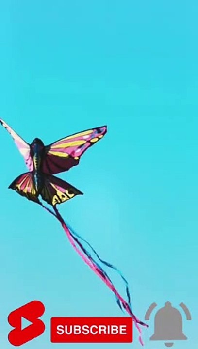 Beautiful Butterfly  #Shorts