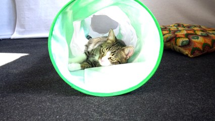 Cat Tunnel Is a Fun Place to Play in