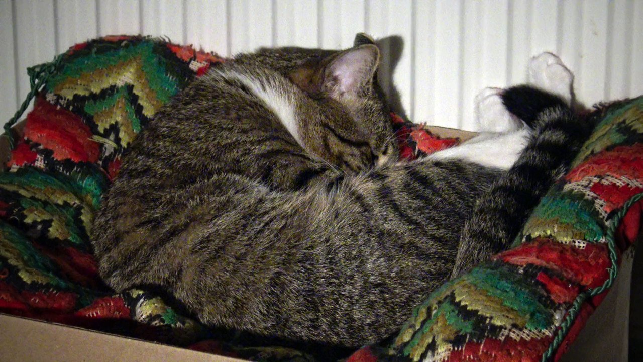 Dreaming Cat Moves in His Sleep