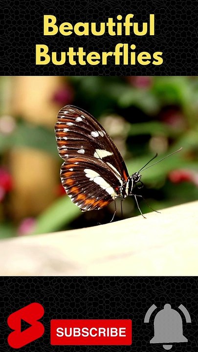 Beautiful Butterfly  #Shorts #Butterfly
