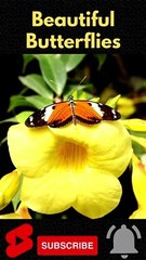 Beautiful Butterfly  #Shorts #Butterfly