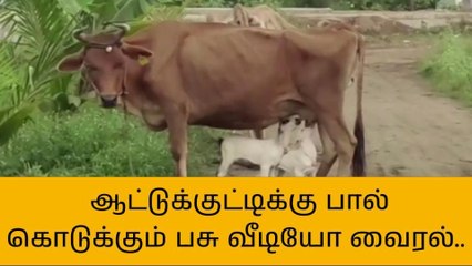ஆடுகளுக்கு பால் கொடுக்கும் பசுமாடு! நெகிழ வைக்கும் தாய்ப்பாசம்!