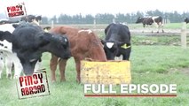 Dairy Farm sa New Zealand, maraming trabahador na Pinoy! Episode 30 (Stream Together) | Pinoy Abroad