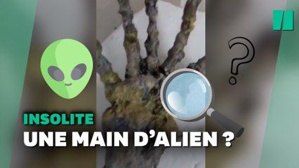 En balade sur une plage brésilienne, ils découvrent une “main alien”