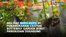 Melihat Kupu-kupu di Penangkaran Ciletuh Butterfly Garden Bukit Panenjoan Sukabumi