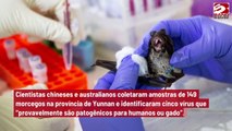 Cientistas descobrem vírus semelhante ao da Covid-19 em morcegos na China