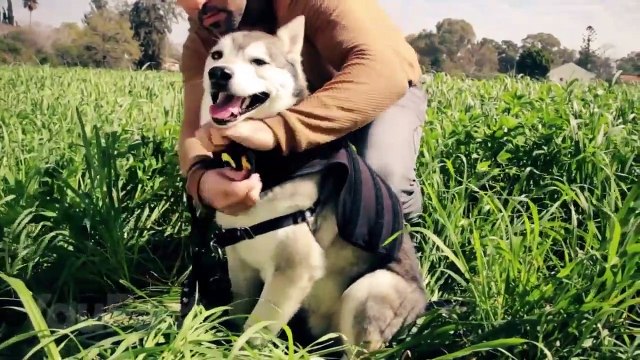 10 COOLEST Amazon GADGETS for DOGS That Are Worth Buying