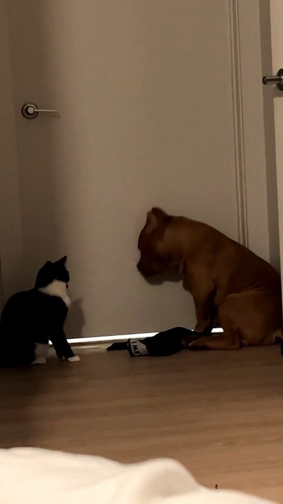Kitten Swats Pup on the Nose