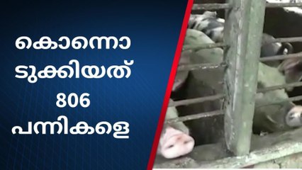 പന്നിപനിക്ക് മരുന്നില്ല;കൂട്ടത്തോടെ കൊന്നൊടുക്കുന്നു