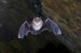 Scientists find new coronavirus in Chinese bats