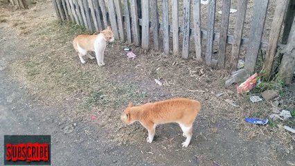 Pertarungan sengit antara dua kucing jantan