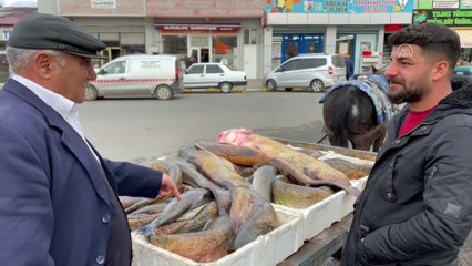 Ardahan'da yakalandı: Boyları 1 metreyi aşıyor