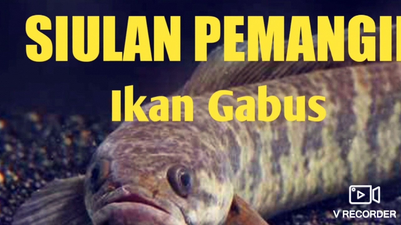 siul ikan gabus