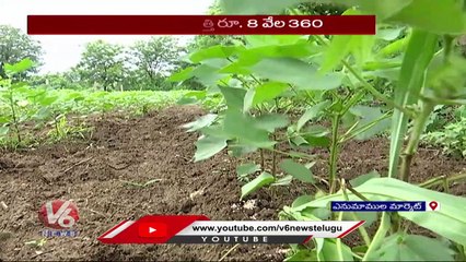 Скачать видео: Farmer In Tension With Cotton Price Decreased In Enumamula Market _ Hanamkonda _ V6 News