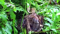 Cute babies bird  Attraction by snake _HD