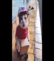 FUNNY CATS DELIVER PACKAGES, Viral Cat Videos #funnycat #catcute