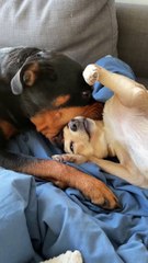 Dog Fits Friend's Face in Mouth
