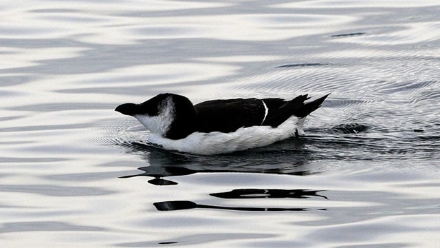 Des pingouins Torda aperçus près des côtes en Méditerranée, les experts s’interrogent