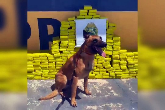 Perseguição na PR-272 termina com homem preso e 234 quilos de maconha apreendidos