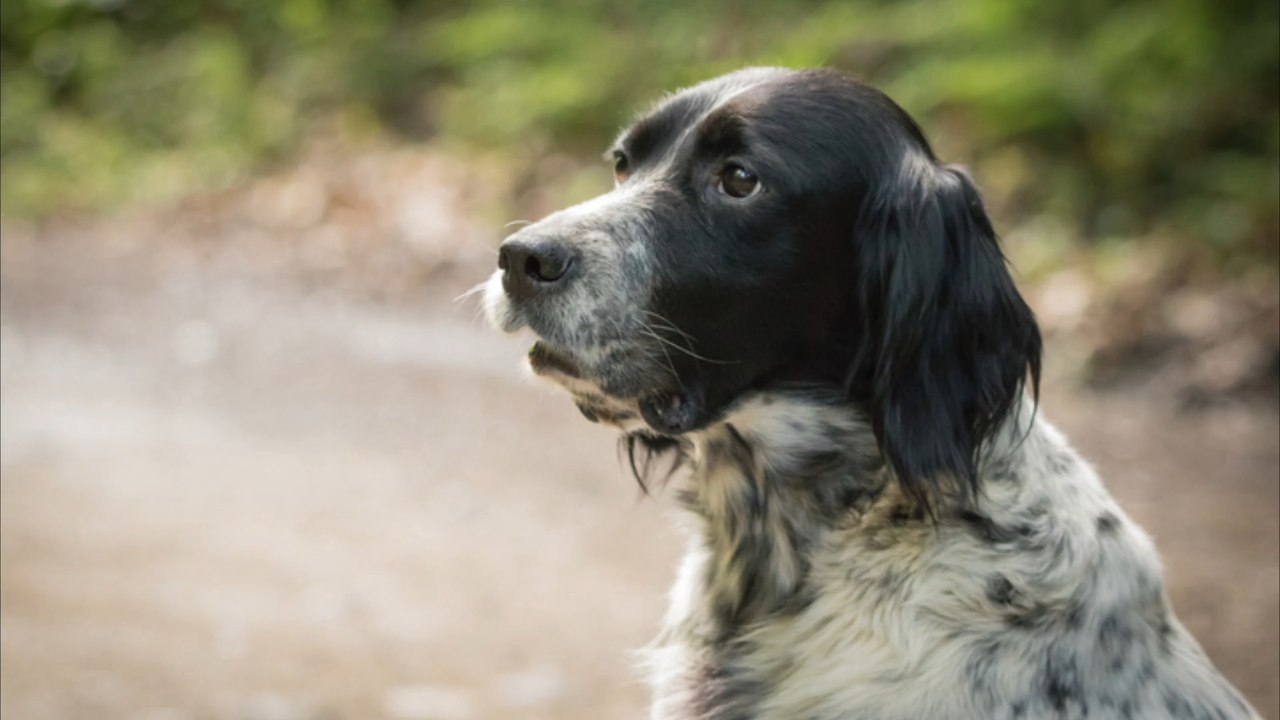 Türkei: Hund soll Jäger erschossen haben