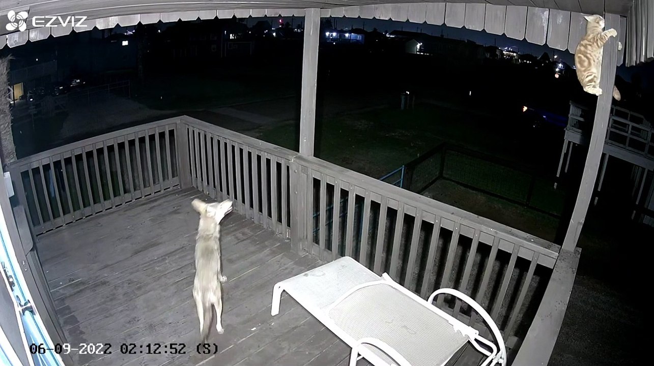 Un chat se défend parfaitement quand un coyote vient l'attaquer sur la terrasse de sa maison