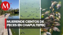 Seguimiento de mortandad masiva peces en lago de Chapultepec