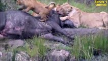 5 Times Hyenas Clashed With Beasts In The Animal World   Animal Fights (2)