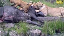 5 Times Hyenas Clashed With Beasts In The Animal World   Animal Fights (3)