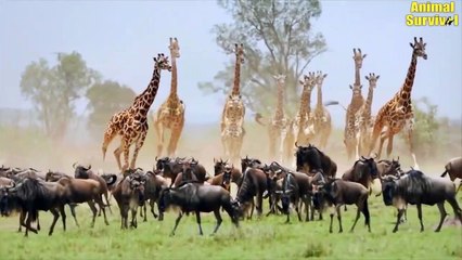 6 Fierce Animal Fights at Masai MARA STORY, KENYA   Animal Fights (2)