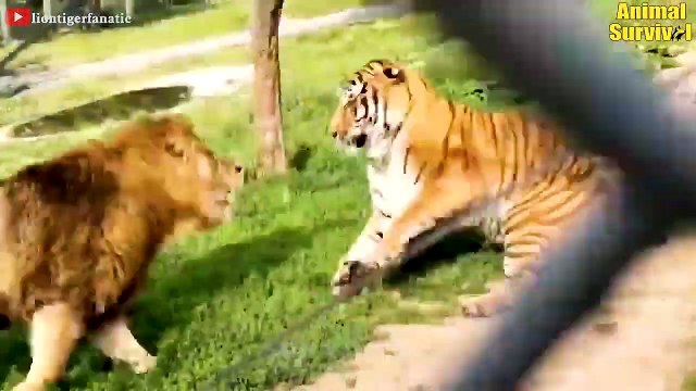 7 Times Lions Failed Miserably When Hunting - Great Battle Of Tigers And Lions Animal Fights (2)