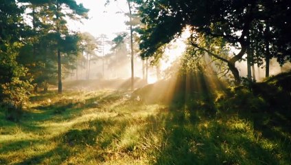beautiful scenery With green trees