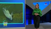 Reportan la muerte de peces en el Lago de Chapultepec