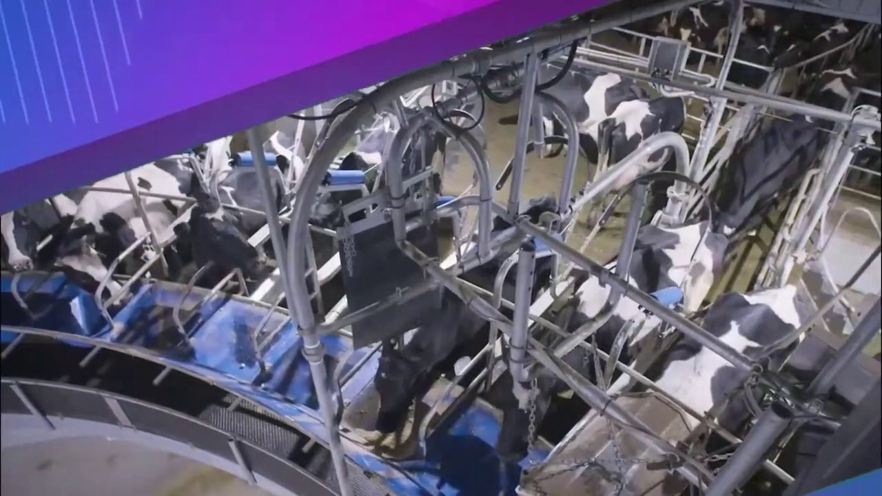 Thanks to modern technology, cows produce tons of milk like a machine