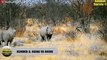 10 Wild Buffalo Battle Rhino - Uncompromising Fight Of Giants   Animal Fights