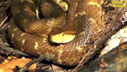 Fierce Fight Between Lion Family And Cobra With Powerful Venom Bite   Animal Fights (3)