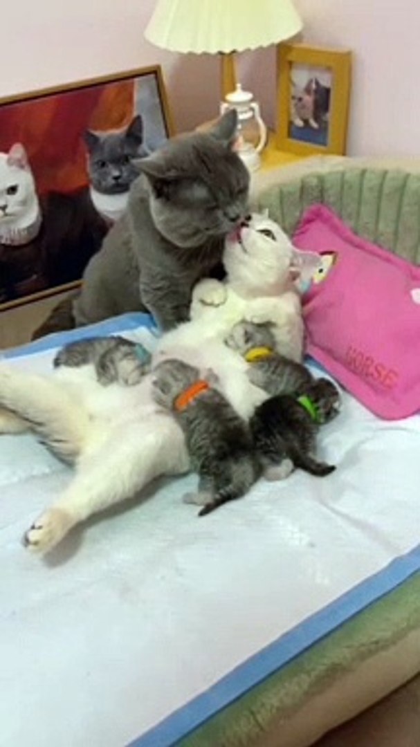 ⁣cat love, Funny Cats and Cute Cats, Cute cat #shorts