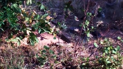 OMG Hyenas Gang Attack Leopard   Leopard vs Hyena